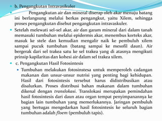  b. Pengangkutan Intravasikuler
 Pengangkutan air dan mineral diserap oleh akar menuju batang
ini berlangsung melalui berkas pengangkut, yaitu Xilem, sehingga
proses pengangkutan disebut pengangkutan intravaskuler.
 Setelah melewati sel-sel akar, air dan garam mineral dari dalam tanah
memasuki tumbuhan melalui epidermis akar, menembus korteks akar,
masuk ke stele dan kemudian mengalir naik ke pembuluh xilem
sampai pucuk tumbuhan (batang sampai ke mesofil daun). Air
bergerak dari sel trakea satu ke sel trakea yang di atasnya mengikuti
prinsip kapilaritas dan kohesi air dalam sel trakea xilem.
 c. Pengangkutan Hasil Fotosintesis
 Tumbuhan melakukan fotosinstesa untuk memperoleh cadangan
makanan dan unsur-unsur nutrisi yang penting bagi kehidupan.
Hasil dari fotosintesis tersebut harus didistribusikan atau
disalurkan. Proses distribusi bahan makanan dalam tumbuhan
dikenal dengan translokasi. Translokasi merupakan pemindahan
hasil fotosintesis dari daun atau organ tempat penyimpanannya ke
bagian lain tumbuhan yang memerlukannya. Jaringan pembuluh
yang bertugas mengedarkan hasil fotosintesis ke seluruh bagian
tumbuhan adalah floem (pembuluh tapis).
 