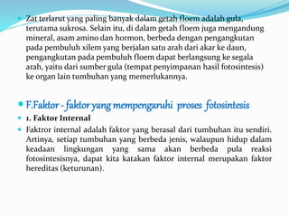  Zat terlarut yang paling banyak dalam getah floem adalah gula,
terutama sukrosa. Selain itu, di dalam getah floem juga mengandung
mineral, asam amino dan hormon, berbeda dengan pengangkutan
pada pembuluh xilem yang berjalan satu arah dari akar ke daun,
pengangkutan pada pembuluh floem dapat berlangsung ke segala
arah, yaitu dari sumber gula (tempat penyimpanan hasil fotosintesis)
ke organ lain tumbuhan yang memerlukannya.
 F.Faktor - faktor yang mempengaruhi proses fotosintesis
 1. Faktor Internal
 Faktror internal adalah faktor yang berasal dari tumbuhan itu sendiri.
Artinya, setiap tumbuhan yang berbeda jenis, walaupun hidup dalam
keadaan lingkungan yang sama akan berbeda pula reaksi
fotosintesisnya, dapat kita katakan faktor internal merupakan faktor
hereditas (keturunan).
 