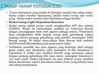 1.TAHAP-TAHAP FOTOSINTESIS
 Proses fotosintesis yang terjadi di kloroplas melalui dua tahap reaksi.
Kedua reaksi tersebut diantaranya adalah reaksi terang dan reaksi
gelap. Kedua reaksi tersebut akan dijelaskan sebagai berikut :
 Reaksi terang (Light-Dependent Reaction)
 Reaksi terang adalah proses untuk menghasilkan ATP dan reduksi
NADPH2. Reaksi ini memerlukan molekul air. Prosesnya diawali
dengan penangkapan foton oleh pigmen sebagai antena. Fotosintesis
akan menghasilkan lebih banyak energi pada gelombang cahaya
panjang karena panjang gelombang yang pendek menyimpan lebih
banyak energi. Di dalam daun,cahaya akan diserap oleh molekul
klorofil untuk dikumpulkan pada pusat-pusat reaksi.
 Tumbuhan memiliki dua jenis pigmen yang berfungsi aktif sebagai
pusat reaksi atau fotosistem yaitu fotosistem II dan fotosistem I.
Fotosistem II terdiri dari molekul klorofil yang menyerap cahaya
dengan panjang gelombang 680 nano meter, sedangkan fotosistem I
700 nano meter. Kedua fotosistem ini akan bekerja secara simultan
dalam fotosintesis, seperti dua baterai dalam senter yang bekerja sama
dan saling memperkuat
 