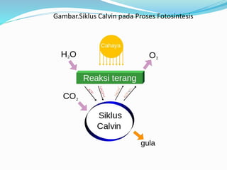 Gambar.Siklus Calvin pada Proses Fotosintesis
 