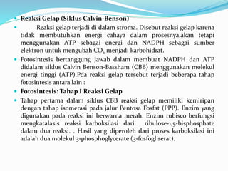  Reaksi Gelap (Siklus Calvin-Benson)
 Reaksi gelap terjadi di dalam stroma. Disebut reaksi gelap karena
tidak membutuhkan energi cahaya dalam prosesnya,akan tetapi
menggunakan ATP sebagai energi dan NADPH sebagai sumber
elektron untuk mengubah CO2 menjadi karbohidrat.
 Fotosintesis bertanggung jawab dalam membuat NADPH dan ATP
didalam siklus Calvin Benson-Bassham (CBB) menggunakan molekul
energi tinggi (ATP).Pda reaksi gelap tersebut terjadi beberapa tahap
fotosintesis antara lain :
 Fotosintesis: Tahap I Reaksi Gelap
 Tahap pertama dalam siklus CBB reaksi gelap memiliki kemiripan
dengan tahap isomerasi pada jalur Pentosa Fosfat (PPP). Enzim yang
digunakan pada reaksi ini berwarna merah. Enzim rubisco berfungsi
mengkatalasis reaksi karboksilasi dari ribulose-1,5-bisphosphate
dalam dua reaksi. . Hasil yang diperoleh dari proses karboksilasi ini
adalah dua molekul 3-phosphoglycerate (3-fosfogliserat).
 