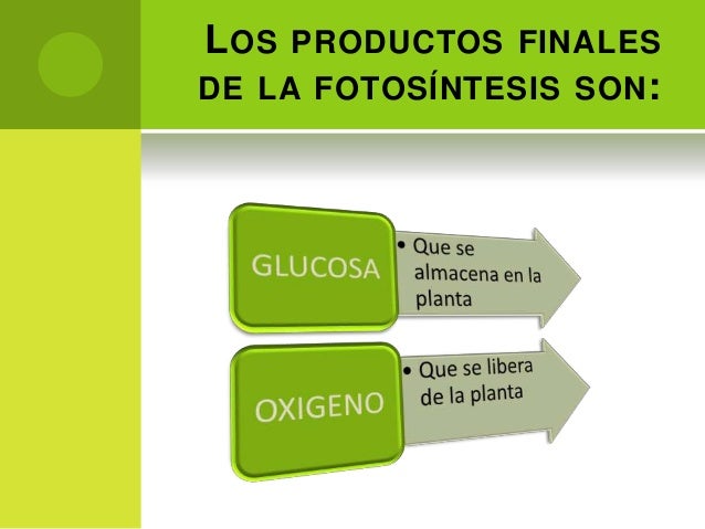 Fotosintesis