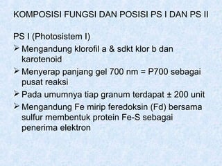 KOMPOSISI FUNGSI DAN POSISI PS I DAN PS II

PS I (Photosistem I)
 Mengandung klorofil a & sdkt klor b dan
  karotenoid
 Menyerap panjang gel 700 nm = P700 sebagai
  pusat reaksi
 Pada umumnya tiap granum terdapat ± 200 unit
 Mengandung Fe mirip feredoksin (Fd) bersama
  sulfur membentuk protein Fe-S sebagai
  penerima elektron
 