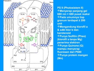 PS II (Photosistem II)
Menyerap panjang gel
680 nm = 680 pusat reaksi
Pada umumnya tiap
granum terdapat ± 200
unit
Mengandung klorofil a
& sdkt klor b dan
karotenoid
Punya feofitin (Pheo)
(klorofil a tanpa Mg)
penerima elektron
Punya Quinone (Q)
mampu menyerap
fluoresen dari P680
Punya protein mangan
(Mn)
 