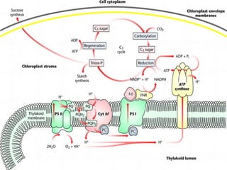 Fotosintesis presentasi