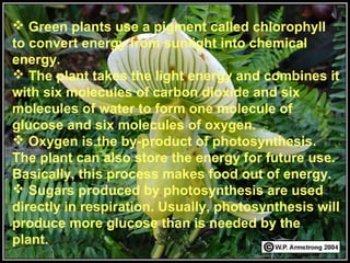  Green plants use a pigment called chlorophyll
to convert energy from sunlight into chemical
energy.
 The plant takes the light energy and combines it
with six molecules of carbon dioxide and six
molecules of water to form one molecule of
glucose and six molecules of oxygen.
 Oxygen is the by-product of photosynthesis.
The plant can also store the energy for future use.
Basically, this process makes food out of energy.
 Sugars produced by photosynthesis are used
directly in respiration. Usually, photosynthesis will
produce more glucose than is needed by the
plant.
 