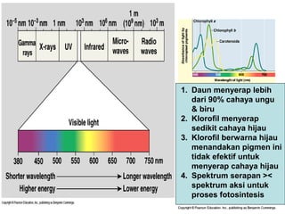 1. Daun menyerap lebih
   dari 90% cahaya ungu
   & biru
2. Klorofil menyerap
   sedikit cahaya hijau
3. Klorofil berwarna hijau
   menandakan pigmen ini
   tidak efektif untuk
   menyerap cahaya hijau
4. Spektrum serapan ><
   spektrum aksi untuk
   proses fotosintesis
 