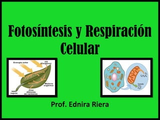 Fotosíntesis y Respiración
         Celular


       Prof. Ednira Riera
 