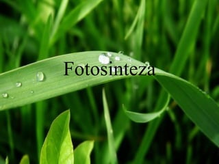 Fotosinteza 