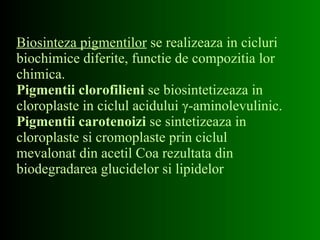 Biosinteza pigmentilor  se realizeaza in cicluri biochimice diferite, functie de compozitia lor chimica.  Pigmentii clorofilieni  se biosintetizeaza in cloroplaste in ciclul acidului  γ -aminolevulinic. Pigmentii carotenoizi  se sintetizeaza in cloroplaste si cromoplaste prin ciclul mevalonat din acetil Coa rezultata din biodegradarea glucidelor si lipidelor 