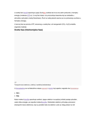 U svetloj fazi hlorofil apsorbuje (upija) Sunčevu svetlost da bi se ona zatim pretvorila u hemijsku
energiju (molekule ATP-a). U ovoj fazi dolazi i do proizvodnje kiseonika koji se oslobađa u
atmosferu (još jedan značaj fotosinteze). Život na našoj planeti zasniva se na pretvaranju sunčeve u
hemijsku energiju.
U tamnoj fazi se pomoću ATP, stvorenog u svetloj fazi, od neorganskih (CO 2 i H2O) sintetišu
organske materije.

Svetla faza (fotohemijska faza)

Transportni lanci elektrona u cikličnoj i necikličnoj fotofosforilaciji

U hloroplastima se na tilakoidima nalaze pigmenti i enzimi koji zajedno nagrade dva fotosistema:
 FS1 i
 FS2.
Kada molekul hlorofila apsorbuje svetlost, njegov elektron na spoljnoj orbitali postaje pobuđen,
usled viška energije, pa napušta molekulhlorofila. Oslobođeni elektron prihvataju prenosioci
(transportni lanac elektrona), koji su poređani tako da elektron uvek sa višeg prelazi na niži

 