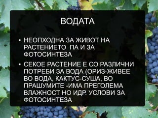 ВОДАТА
● НЕОПХОДНА ЗА ЖИВОТ НА
РАСТЕНИЕТО ПА И ЗА
ФОТОСИНТЕЗА
● СЕКОЕ РАСТЕНИЕ Е СО РАЗЛИЧНИ
ПОТРЕБИ ЗА ВОДА (ОРИЗ-ЖИВЕЕ
ВО ВОДА, КАКТУС-СУША, ВО
ПРАШУМИТЕ -ИМА ПРЕГОЛЕМА
ВЛАЖНОСТ НО ИДР. УСЛОВИ ЗА
ФОТОСИНТЕЗА
 