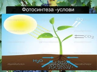 Фотосинтеза -услови
 