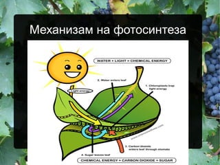 Механизам на фотосинтеза
 