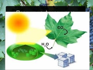 Продукт на фотосинтеза
 