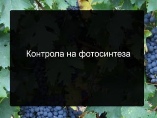 Контрола на фотосинтеза
 