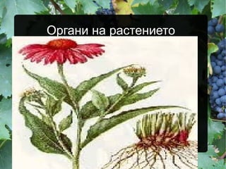 Органи на растението
 