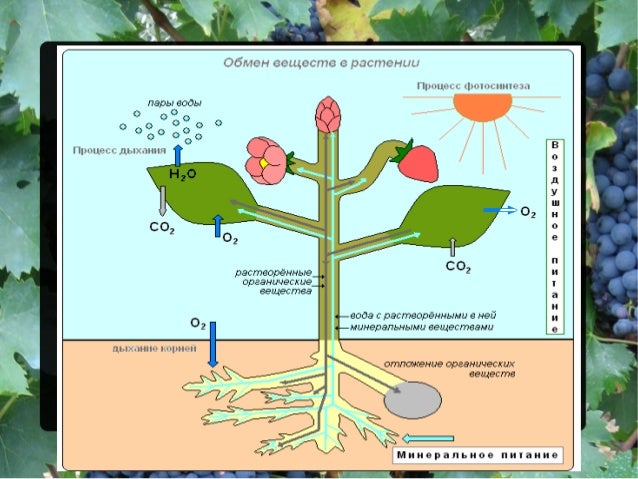 Рассмотрите схему взаимосвязи процессов фотосинтеза и дыхания