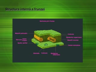 StructuraStructura internăinternă a frunzeia frunzei
 