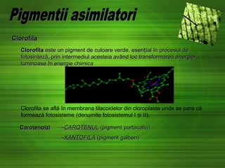 ClorofilaClorofila
ClorofilaClorofila este un pigment de culoare verde, esen ial în procesul dețeste un pigment de culoare verde, esen ial în procesul deț
fotosinteză, prin intermediul acesteia având loc transformarea energieifotosinteză, prin intermediul acesteia având loc transformarea energiei
luminoase în energieluminoase în energie chimicachimica..
Clorofila se află în membrana tilacoidelor din cloroplaste unde se pare că
formează fotosisteme (denumite fotosistemul I i IIș ).
CarotenoizCarotenoizii →→CAROTENULCAROTENUL (pigment portocaliu)(pigment portocaliu)
→→XANTOFILAXANTOFILA (pigment galben)(pigment galben)
 