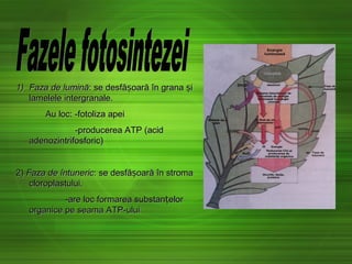 1)1) Faza de luminăFaza de lumină:: se desfă oară în grana iș șse desfă oară în grana iș ș
lamelele intergranale.lamelele intergranale.
Au locAu loc: -fotoliza apei: -fotoliza apei
-producerea ATP (acid-producerea ATP (acid
adenozintrifosforic)adenozintrifosforic)
2)2) Faza deFaza de întunericîntuneric:: se desfă oară în stromașse desfă oară în stromaș
cloroplastului.cloroplastului.
-are loc formarea substan elorț-are loc formarea substan elorț
organice pe seama ATP-uluiorganice pe seama ATP-ului
 