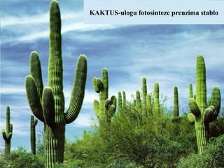 KAKTUS-ulogu fotosinteze preuzima stablo
 