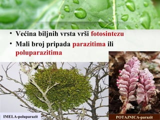 • Većina biljnih vrsta vrši fotosintezu
• Mali broj pripada parazitima ili
poluparazitima
IMELA-poluparazit POTAJNICA-parazit
 