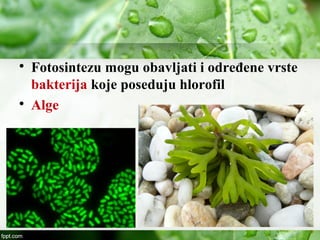 
Fotosintezu mogu obavljati i određene vrste
bakterija koje poseduju hlorofil

Alge
 