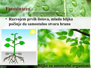 Fotosinteza
• Razvojem prvih listova, mlada biljka
počinje da samostalno stvara hranu
Biljke su autotrofni organizmi
 