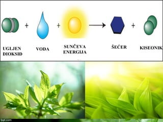 UGLJEN
DIOKSID
VODA
SUNČEVA
ENERGIJA
ŠEĆER KISEONIK
 