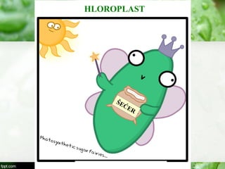 HLOROPLAST
ŠEĆER
 