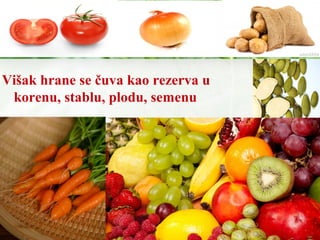 Višak hrane se čuva kao rezerva u
korenu, stablu, plodu, semenu
 