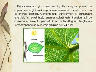 FOTOSINTEZA vvvvvvvvvvvvvvvvvvvvvvvvvvvvvvvvvvvvvvvvvvvvv.pdf