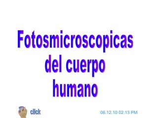 Fotosmicroscopicas del cuerpo humano click 06.12.10   02:13 PM 