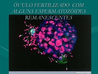 ÓVULO FERTILIZADO  COM ALGUNS ESPERMATOZÓIDES REMANESCENTES 