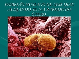 EMBRIÃO HUMANO DE SEIS DIAS ALOJANDO-SE NA PAREDE DO ÚTERO   