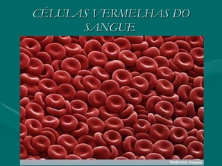 CÉLULAS VERMELHAS DO SANGUE  