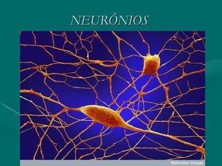 NEURÔNIOS   