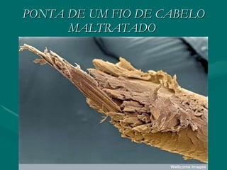PONTA DE UM FIO DE CABELO MALTRATADO   