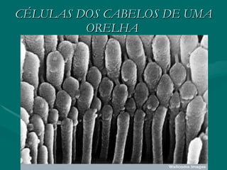 CÉLULAS DOS CABELOS DE UMA ORELHA   