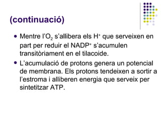 (continuació) Mentre l’O 2  s’allibera els H +  que serveixen en part per reduir el NADP +  s’acumulen transitòriament en el tilacoide. L’acumulació de protons genera un potencial de membrana. Els protons tendeixen a sortir a l’estroma i alliberen energia que serveix per sintetitzar ATP. 