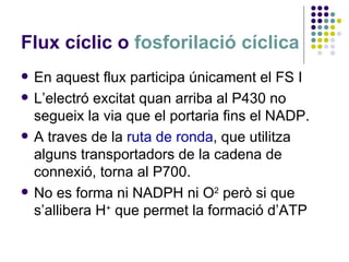 Flux cíclic o  fosforilació cíclica En aquest flux participa únicament el FS I L’electró excitat quan arriba al P430 no segueix la via que el portaria fins el NADP. A traves de la  ruta de ronda , que utilitza alguns transportadors de la cadena de connexió, torna al P700. No es forma ni NADPH ni O 2  però si que s’allibera H +  que permet la formació d’ATP 