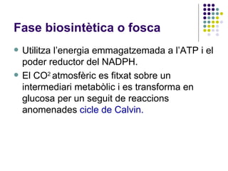 Fase biosintètica o fosca Utilitza l’energia emmagatzemada a l’ATP i el poder reductor del NADPH. El CO 2  atmosfèric es fitxat sobre un intermediari metabòlic i es transforma en glucosa per un seguit de reaccions anomenades  cicle de Calvin. 