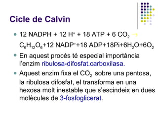 Cicle de Calvin 12 NADPH + 12 H +  + 18 ATP + 6 CO 2    C 6 H 12 O 6 +12 NADP + +18 ADP+18Pi+6H 2 O+6O 2 En aquest procés té especial importància l’enzim  ribulosa-difosfat.carboxilasa. Aquest enzim fixa el CO 2  sobre una pentosa, la ribulosa difosfat, el transforma en una hexosa molt inestable que s’escindeix en dues molècules de  3-fosfoglicerat . 