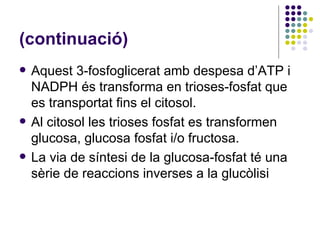 (continuació) Aquest 3-fosfoglicerat amb despesa d’ATP i NADPH és transforma en trioses-fosfat que es transportat fins el citosol. Al citosol les trioses fosfat es transformen glucosa, glucosa fosfat i/o fructosa. La via de síntesi de la glucosa-fosfat té una sèrie de reaccions inverses a la glucòlisi 