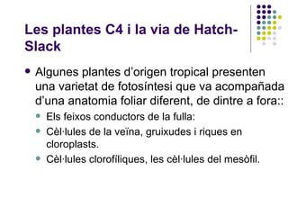 Les plantes C4 i la via de Hatch-Slack Algunes plantes d’origen tropical presenten una varietat de fotosíntesi que va acompañada d’una anatomia foliar diferent, de dintre a fora::  Els feixos conductors de la fulla: Cèl·lules de la veïna, gruixudes i riques en cloroplasts. Cèl·lules clorofíliques, les cèl·lules del mesòfil. 