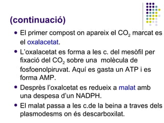 (continuació) El primer compost on apareix el CO 2  marcat es el  oxalacetat . L’oxalacetat es forma a les c. del mesòfil per fixació del CO 2  sobre una  molècula de fosfoenolpiruvat. Aquí es gasta un ATP i es forma AMP. Desprès l’oxalcetat es redueix a  malat  amb una despesa d’un NADPH. El malat passa a les c.de la beina a traves dels plasmodesms on és descarboxilat. 