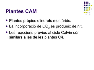 Plantes CAM Plantes pròpies d’indrets molt àrids. La incorporació de CO 2  es produeix de nit. Les reaccions prèvies al cicle Calvin són similars a les de les plantes C4. 
