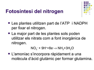 Fotosíntesi del nitrogen Les plantes utilitzen part de l’ATP  i NADPH per fixar el nitrogen. La major part de les plantes sols poden utilitzar els nitrats com a font inorgànica de nitrogen. NO 3 -  + 9H + +8e -   NH 3 +3H 2 O L'amoníac s’incorpora ràpidament a una molècula d’àcid glutàmic per formar glutamina. 