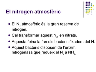 El nitrogen atmosfèric El N 2  atmosfèric és la gran reserva de nitrogen. Cal transformar aquest N 2  en nitrats. Aquesta feina la fan els bacteris fixadors del N. Aquest bacteris disposen de l’enzim nitrogenasa que redueix el N 2  a NH 3. 